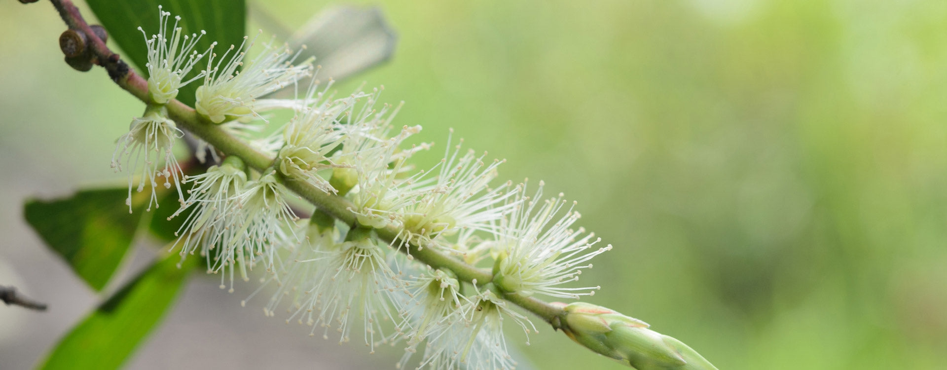 Molluscum contagiosum : un traitement à base d'huile essentielle de Tea-Tree