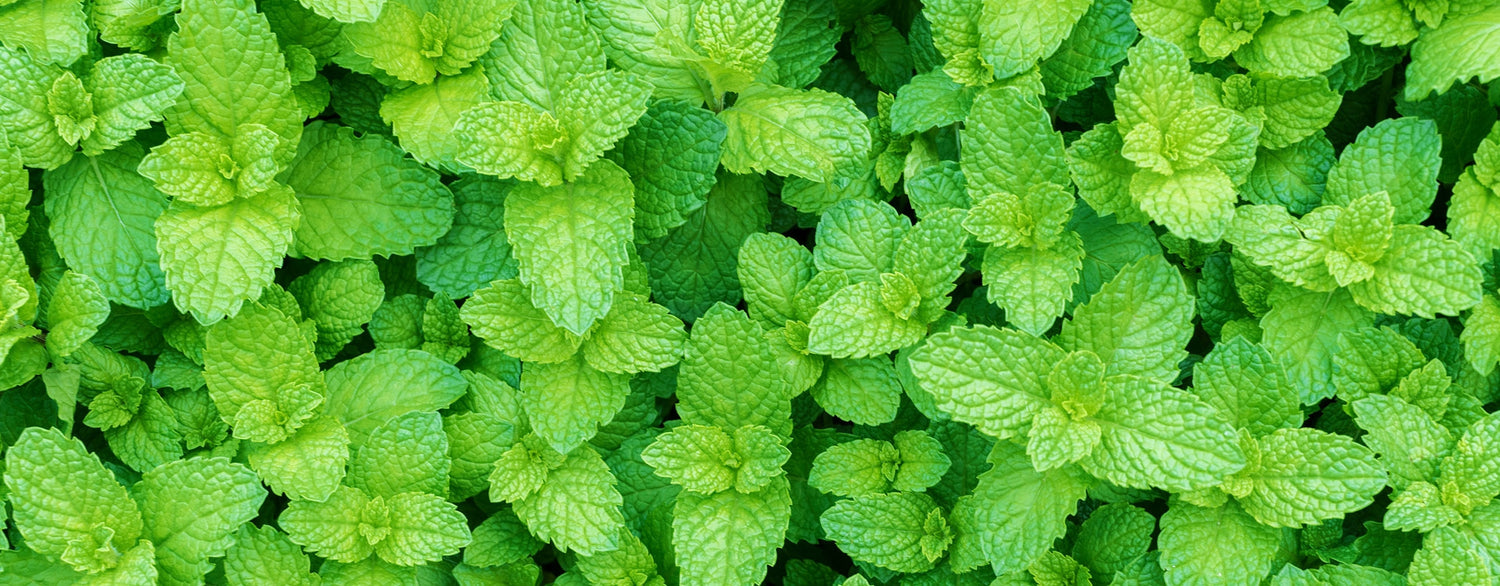 L'huile essentielle de menthe poivrée pour apaiser le côlon irritable