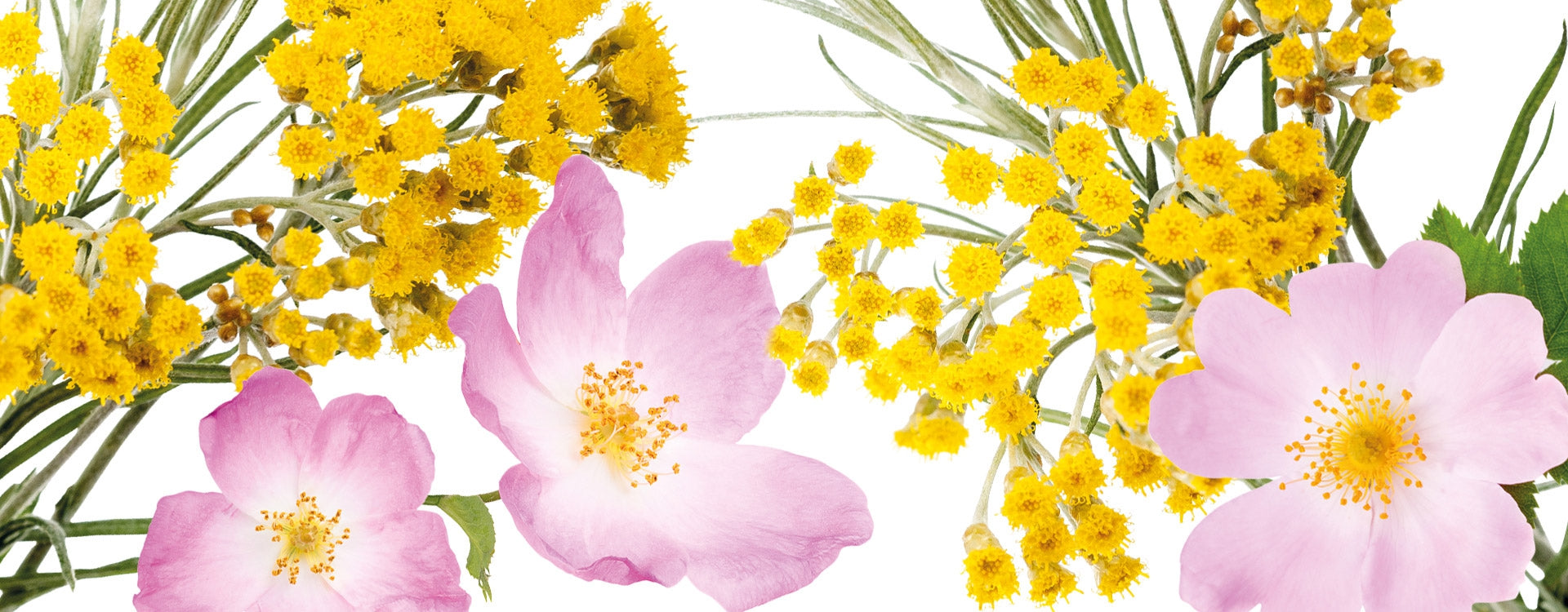 L'Immortelle, votre alliée après une opération chirurgicale