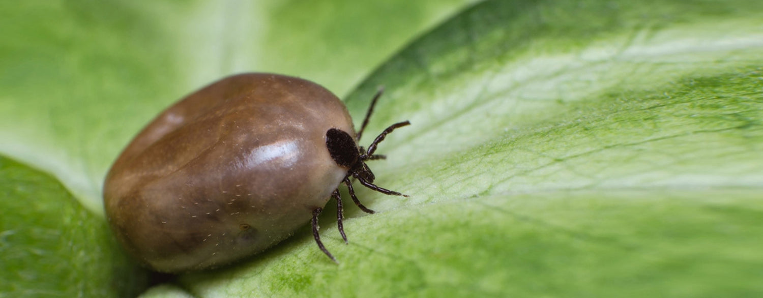 Tiques et maladie de Lyme, comment s'en prémunir?