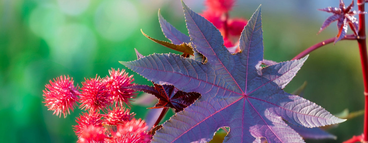 Les bienfaits de l'huile végétale de Ricin