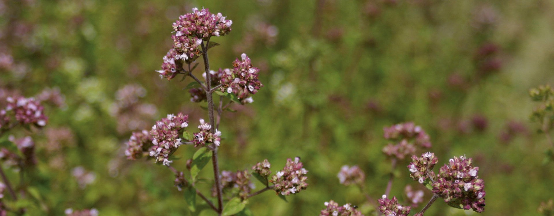 Action anticancérigène de l'Huile Essentielle d'Origanum Compactum : application sur la lignée cancéreuse humaine du nasopharynx "Hep"