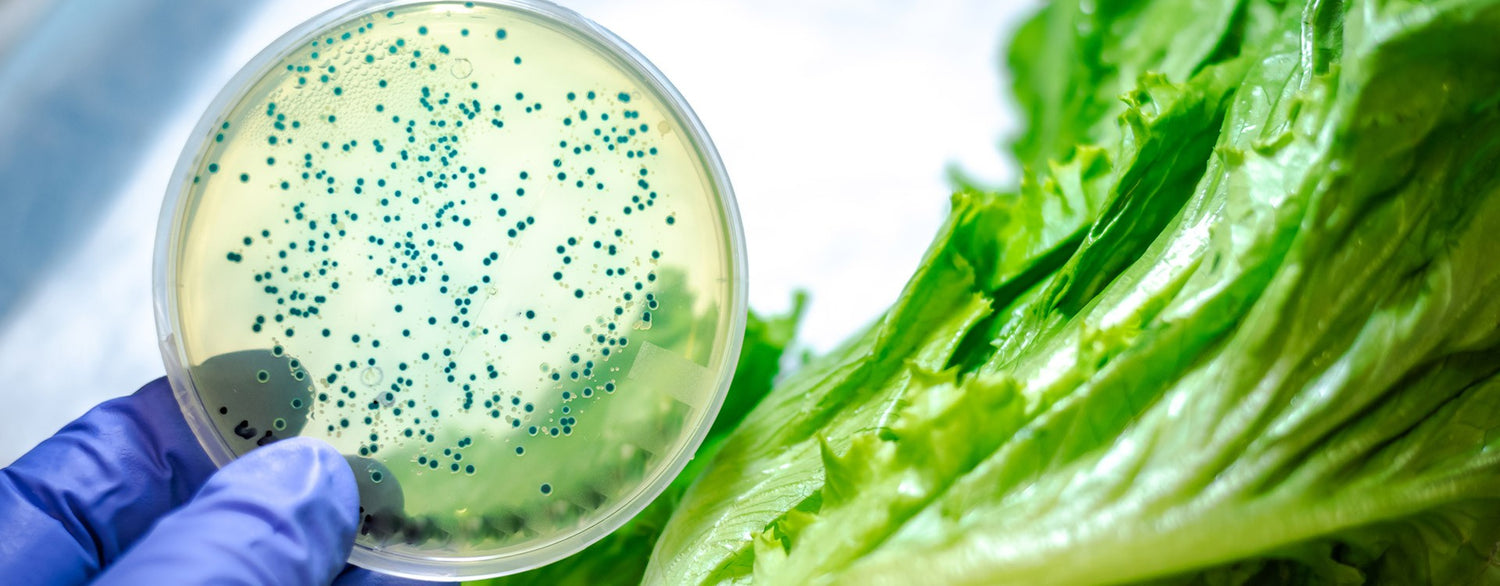 The impact of oregano (origanum heracleoticum) essential oil and carvacrol on virulence gene transcription by escherichia coli O157:H7