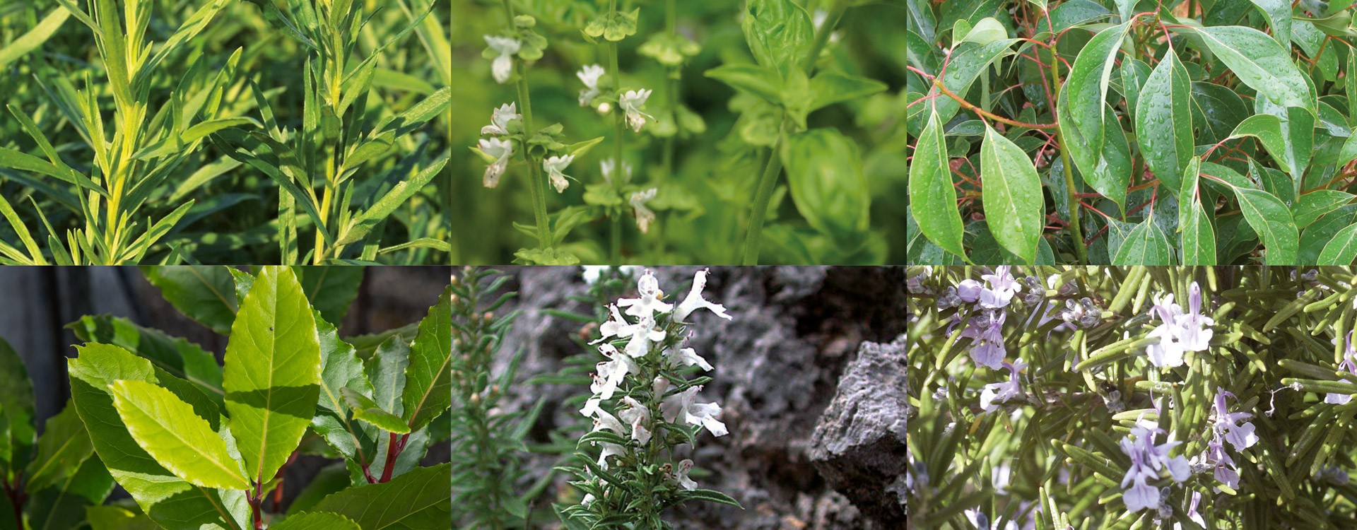 Genotoxicity of some essential oils frequently used in aromatherapy