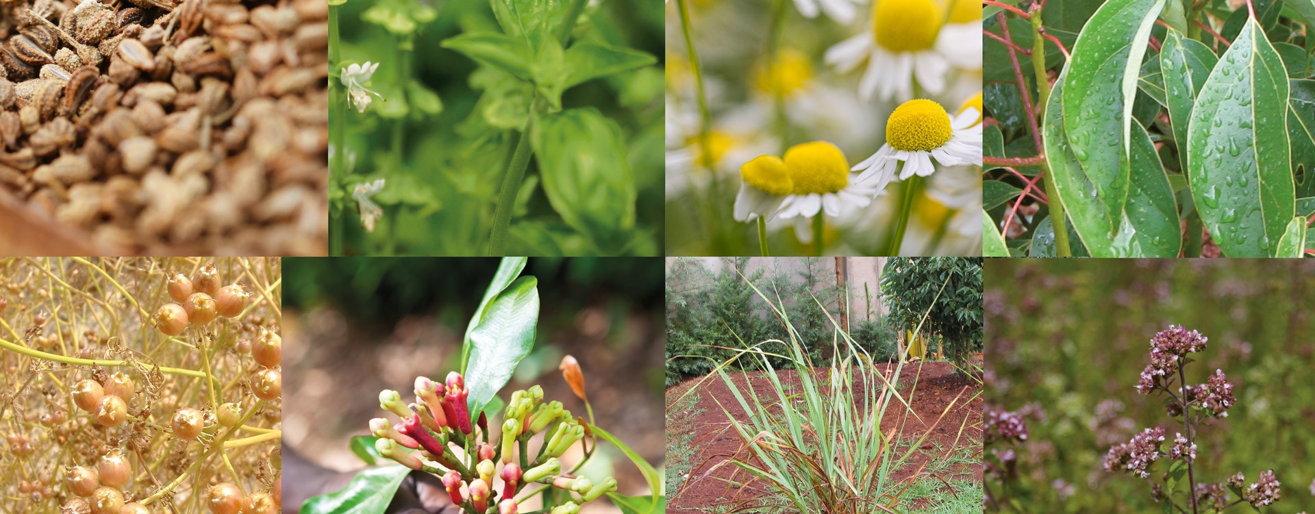 Antibacterial and cytotoxic activities of ten commercially available essential oils