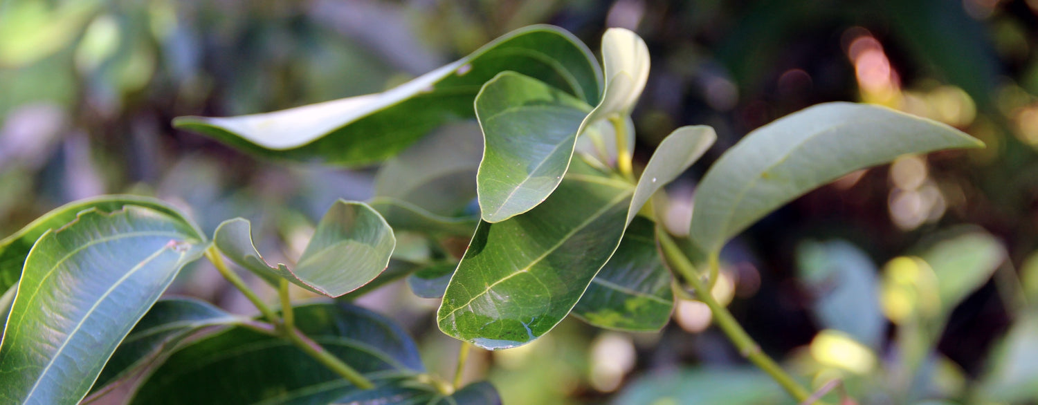 Huile essentielle de Ravintsara