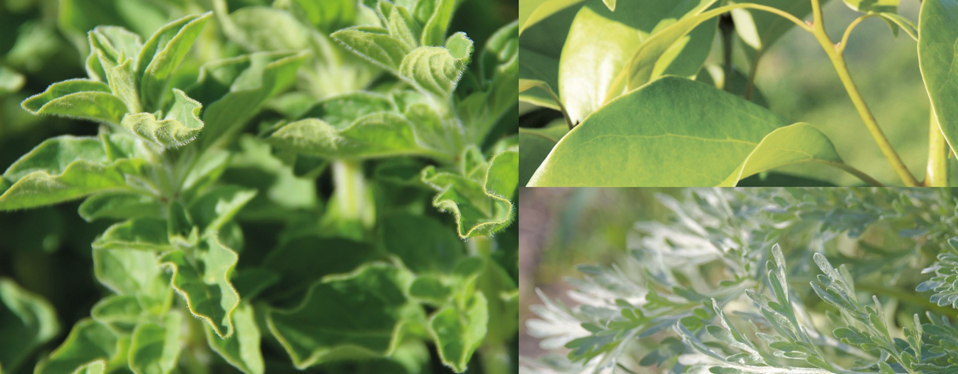 Antigenotoxic effects of three essential oils in diploid yeast (saccaromyces cerevisias) after treatments with UVC radiation