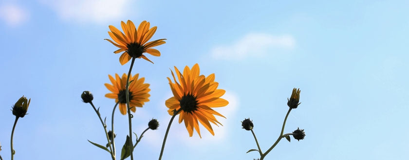 L'arnica, une efficacité prouvée