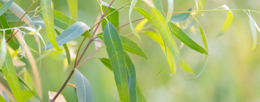 Eucalyptus radié : caractéristiques, bienfaits, vertus et