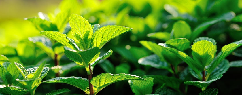 Tout savoir sur l’huile essentielle de Menthe poivrée