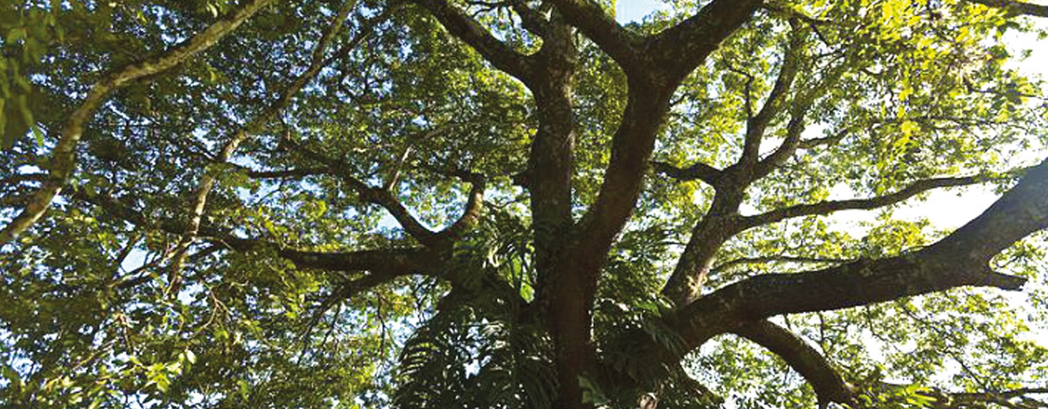 Huile essentielle de copaïba : un trésor caché