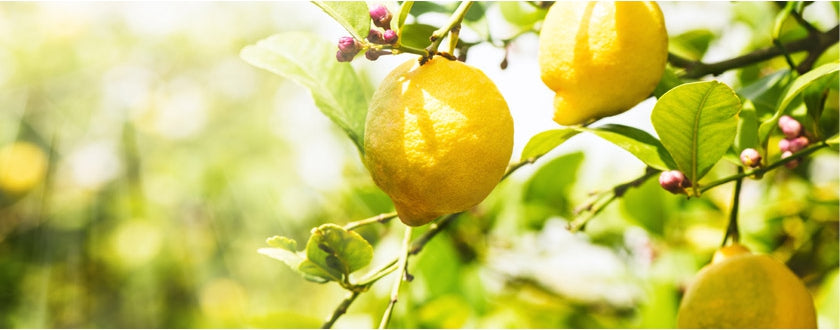 Tout savoir sur l’essence de Citron