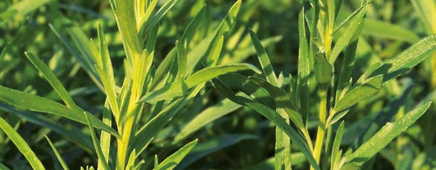 A propos de l’Estragole et les huiles essentielles d’Estragon et de Basilic