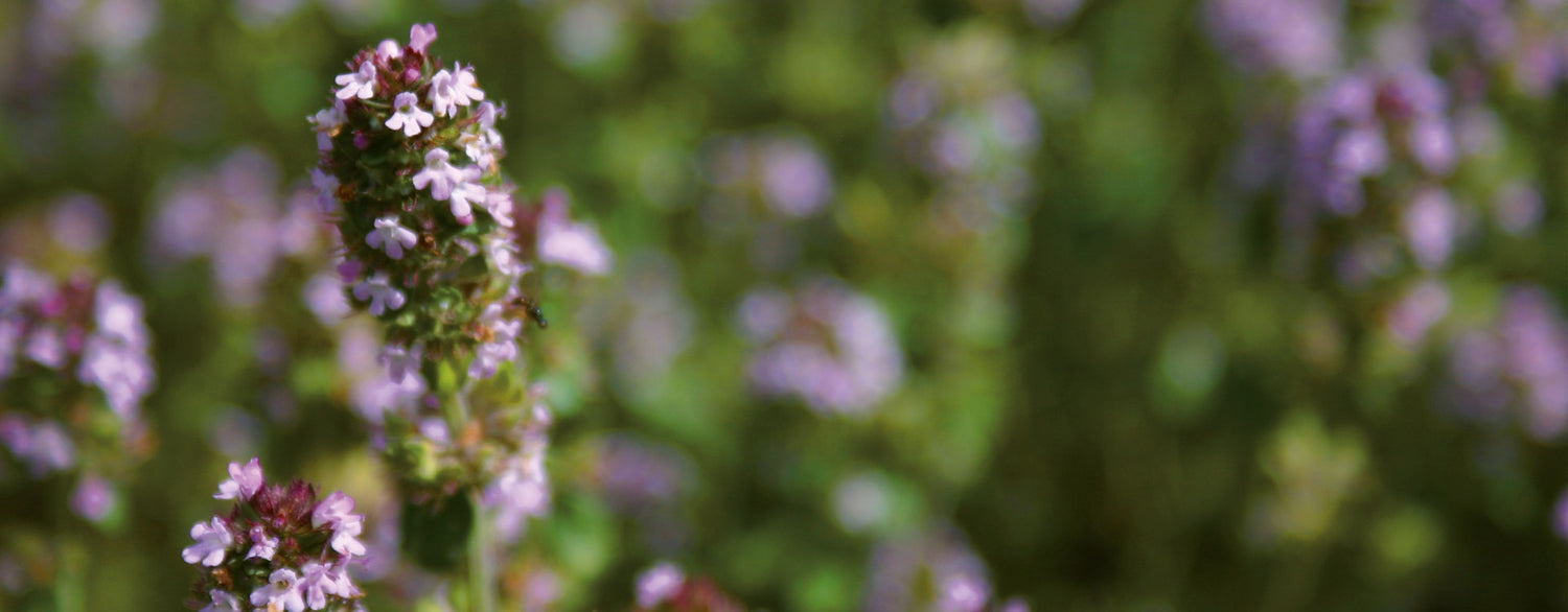 Huile essentielle de Thym CT thujanol