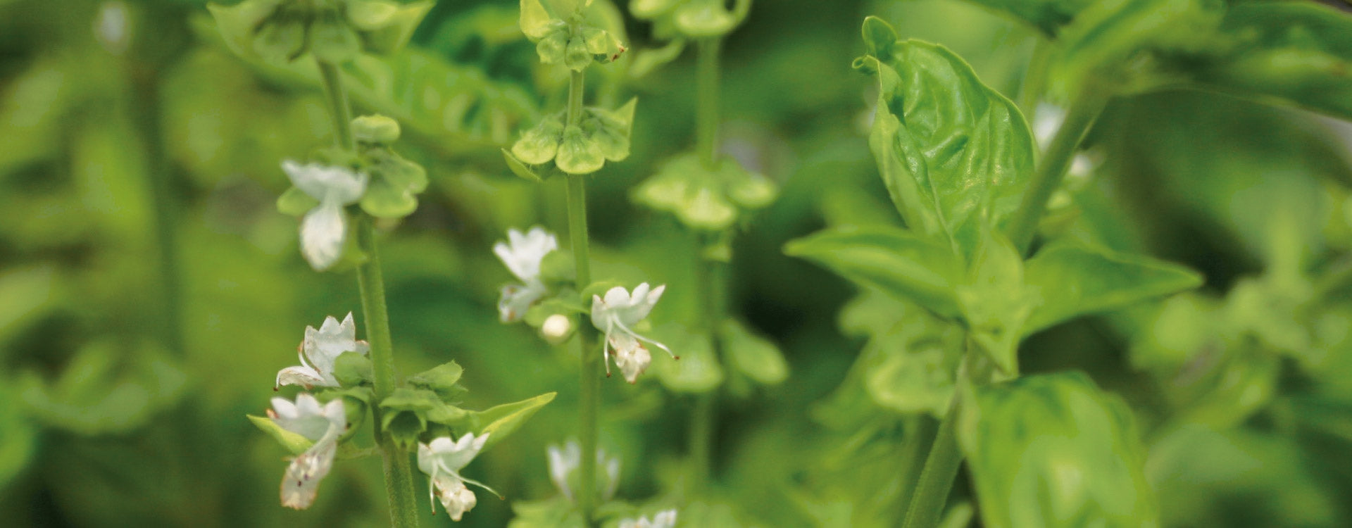 Basilic exotique: Relaxation et Digestion facile