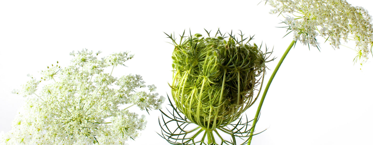 L'huile essentielle de carotte : un allié pour votre peau et votre santé