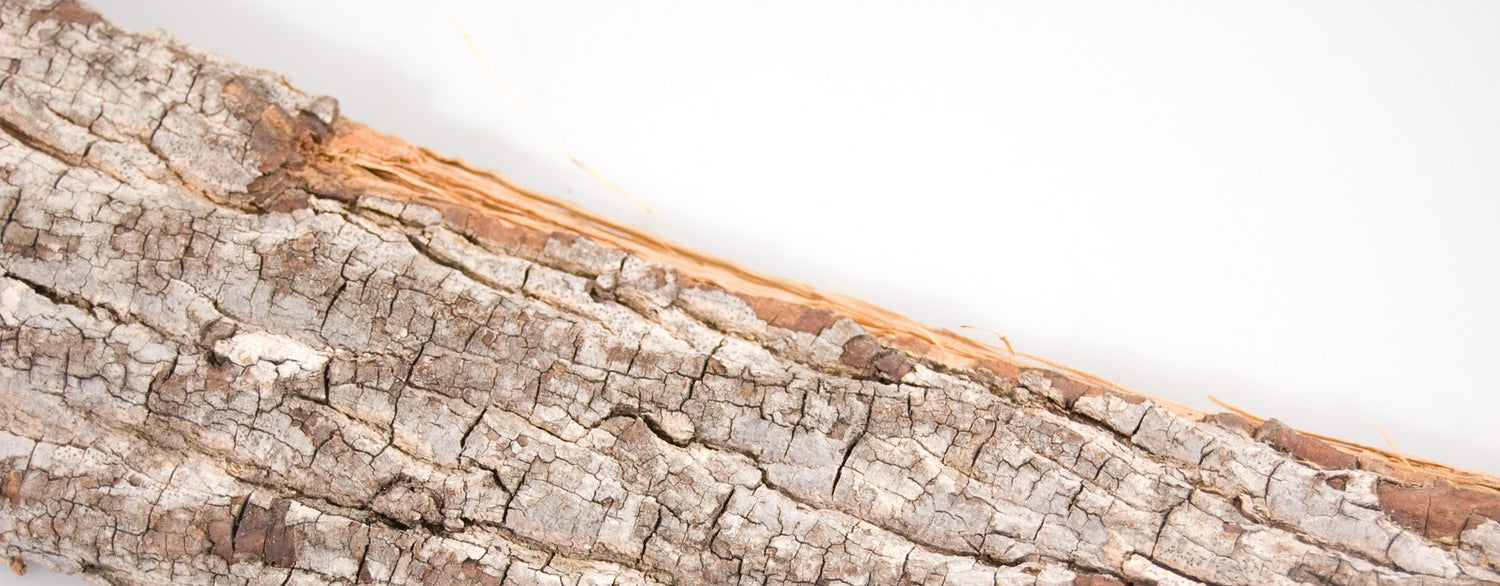 Une huile essentielle qui suscite l'intérêt : le Katrafay (cedrelopsis grevei)