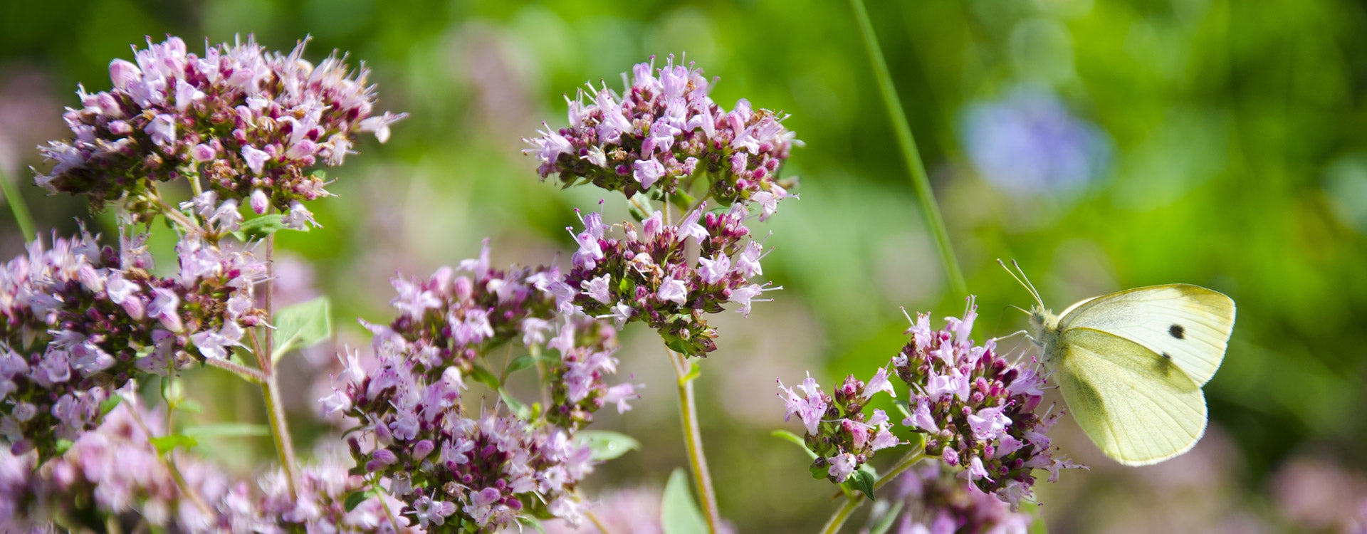 La Marjolaine à Thujanol, une alternative incontournable pour le Thym à Thujanol !