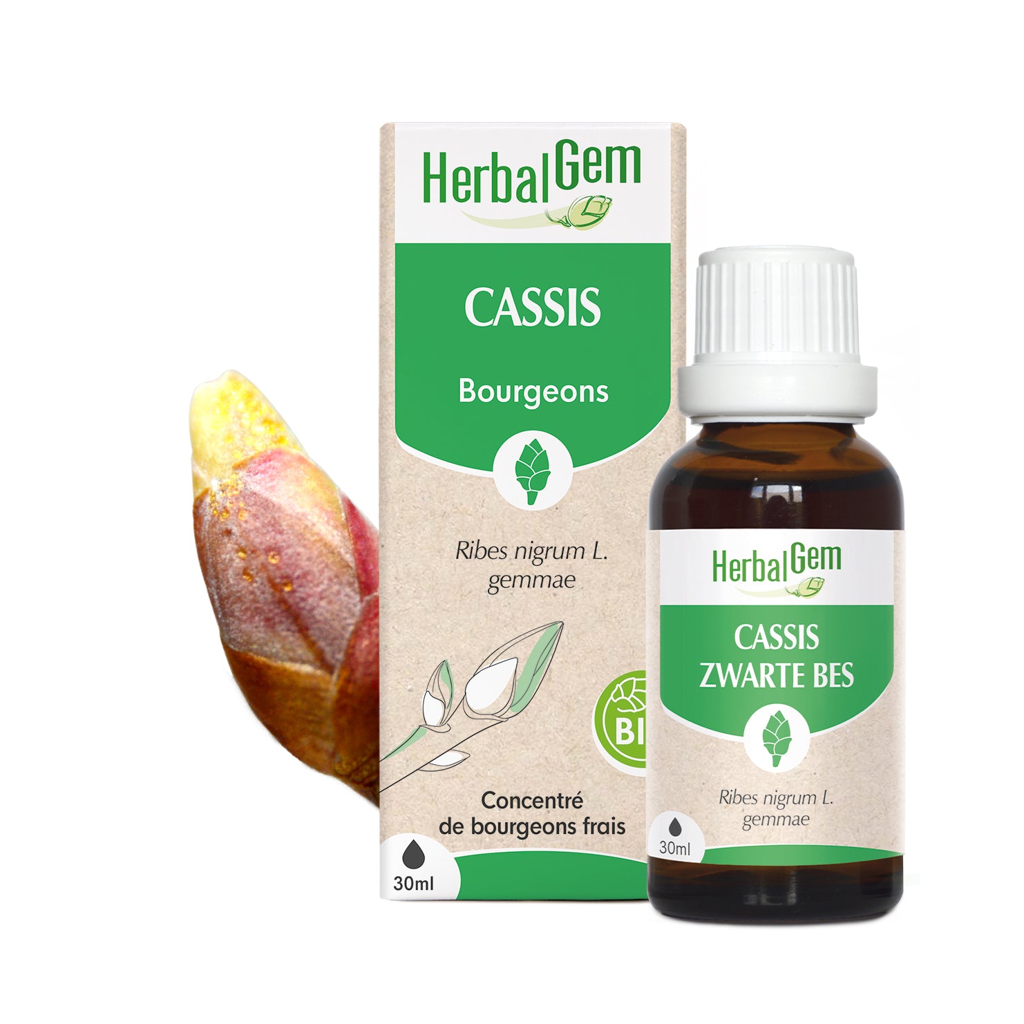 Macérat de bourgeons de cassis bio HerbalGem 30ml.