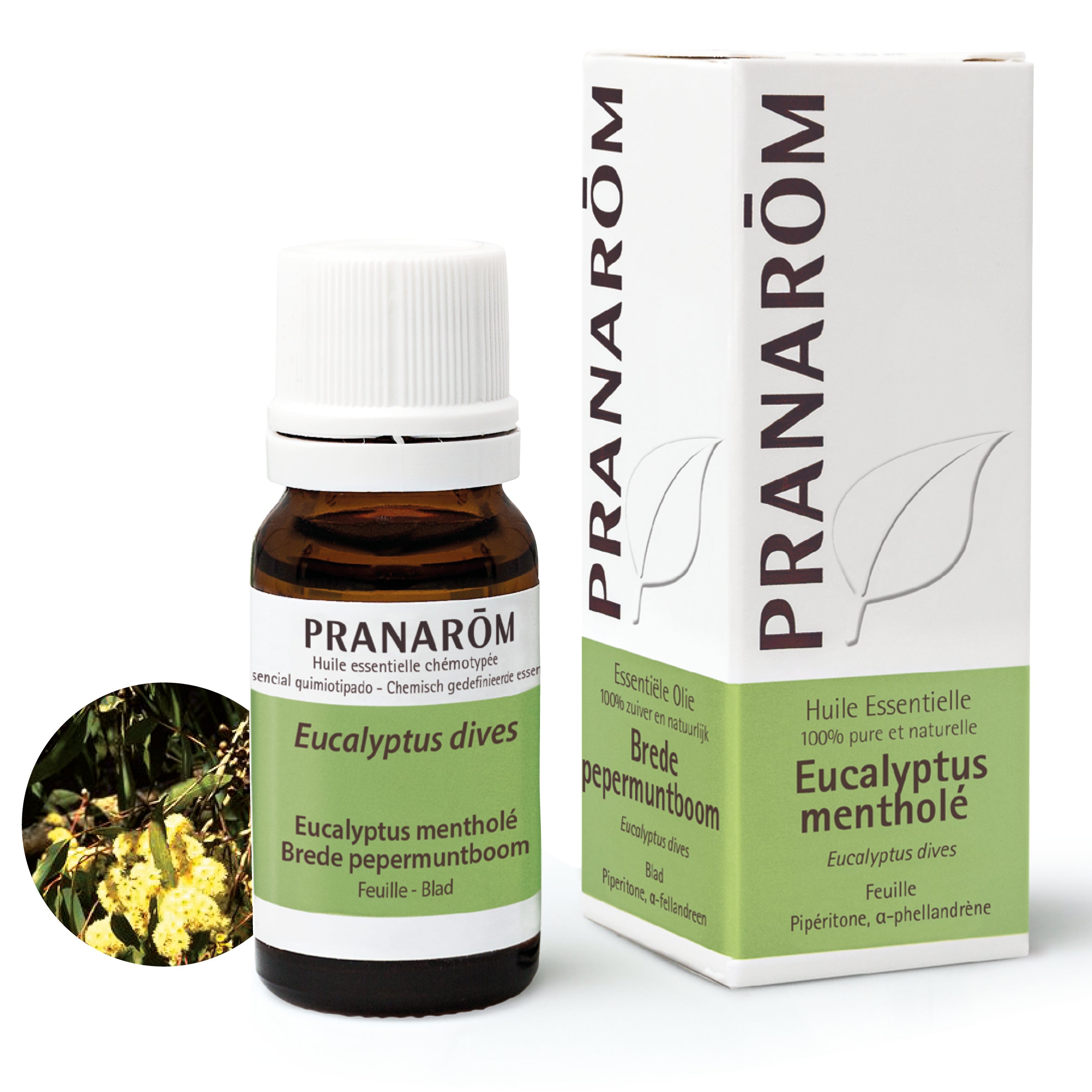 Flacon d’huile essentielle bio d’eucalyptus mentholé (10ml), pour respiration et fraîcheur naturelle. Pranarôm.