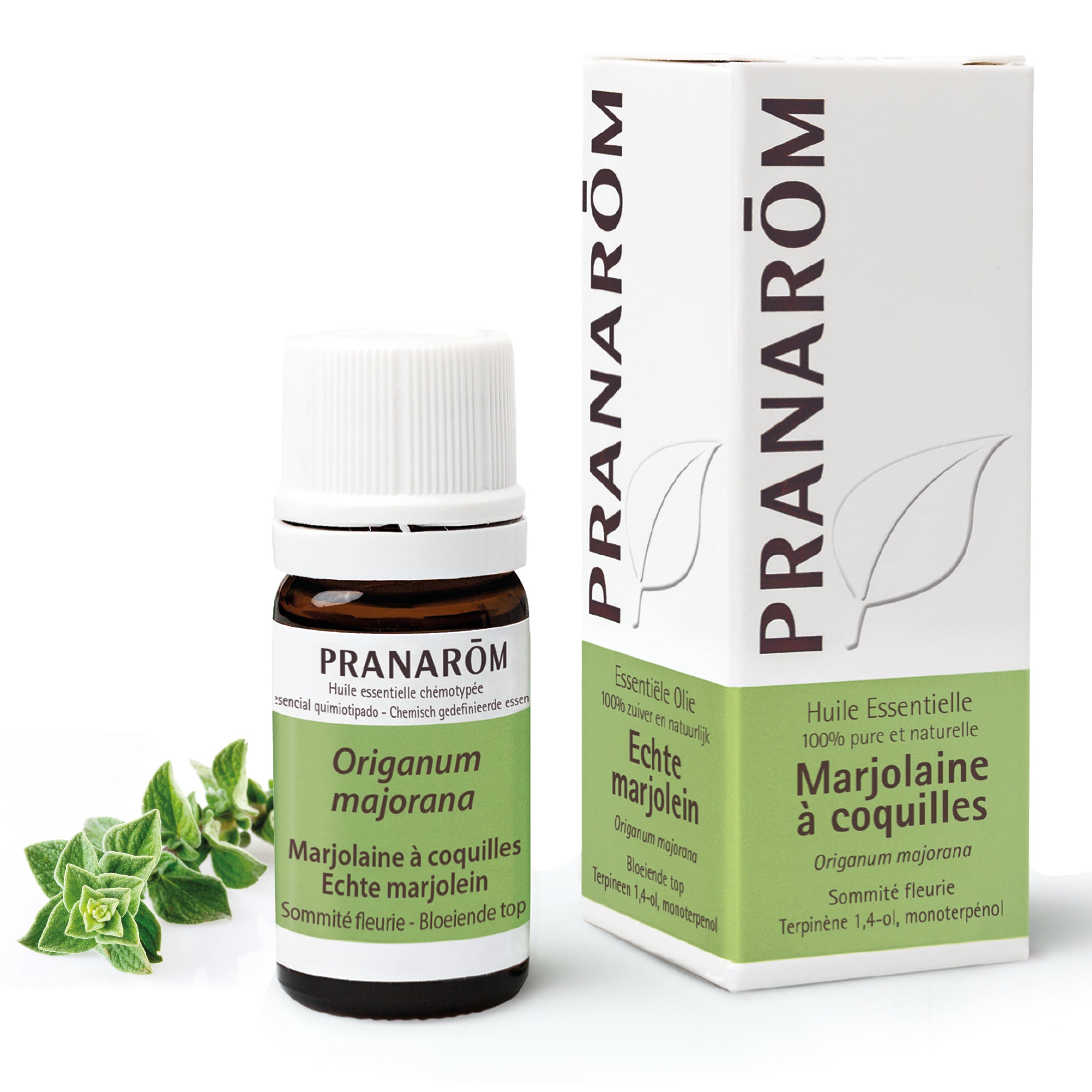 Sweet marjoram
