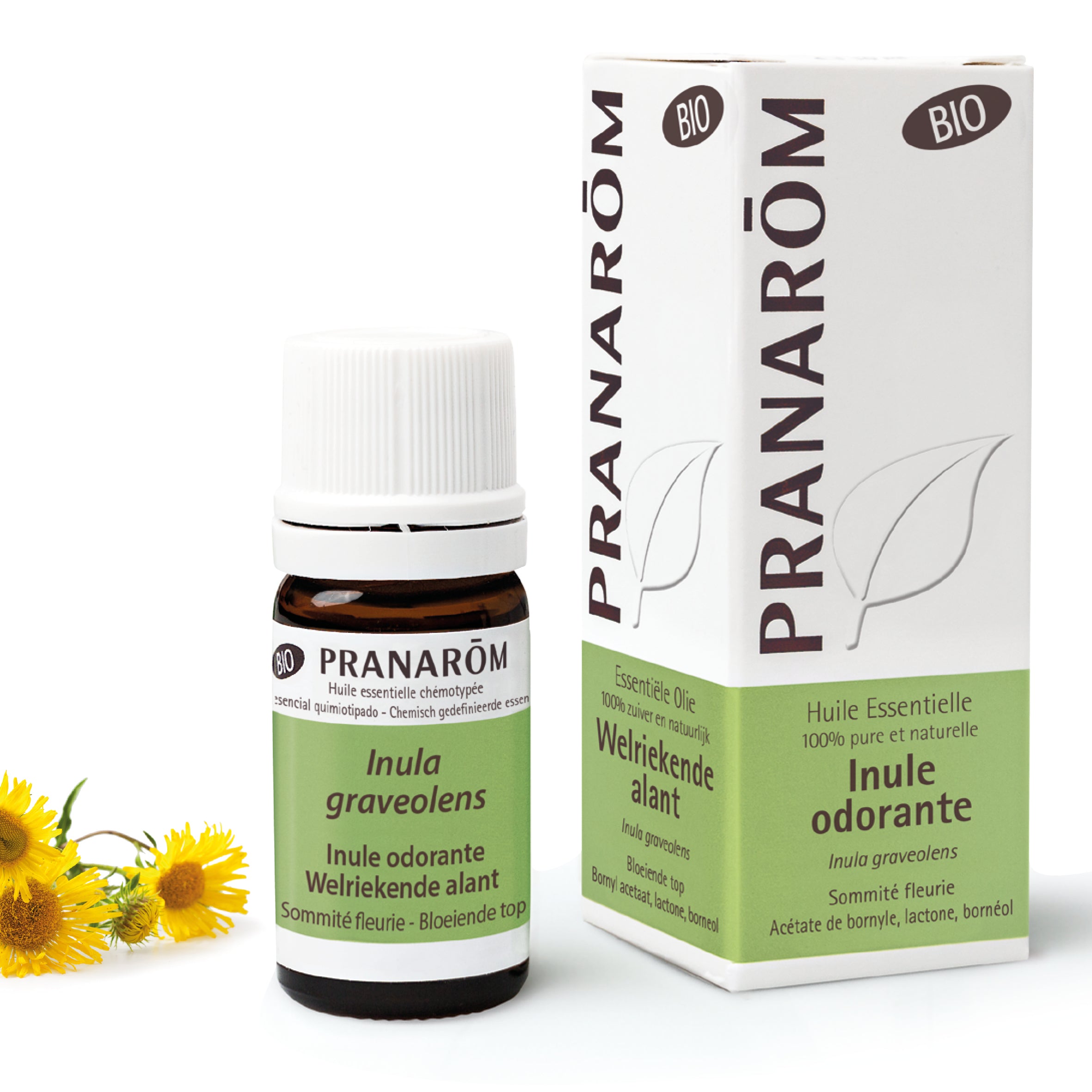 Extrait végétal de sommités d’inule odorante bio Pranarom pour soutenir les voies respiratoires et calmer les infections légères.