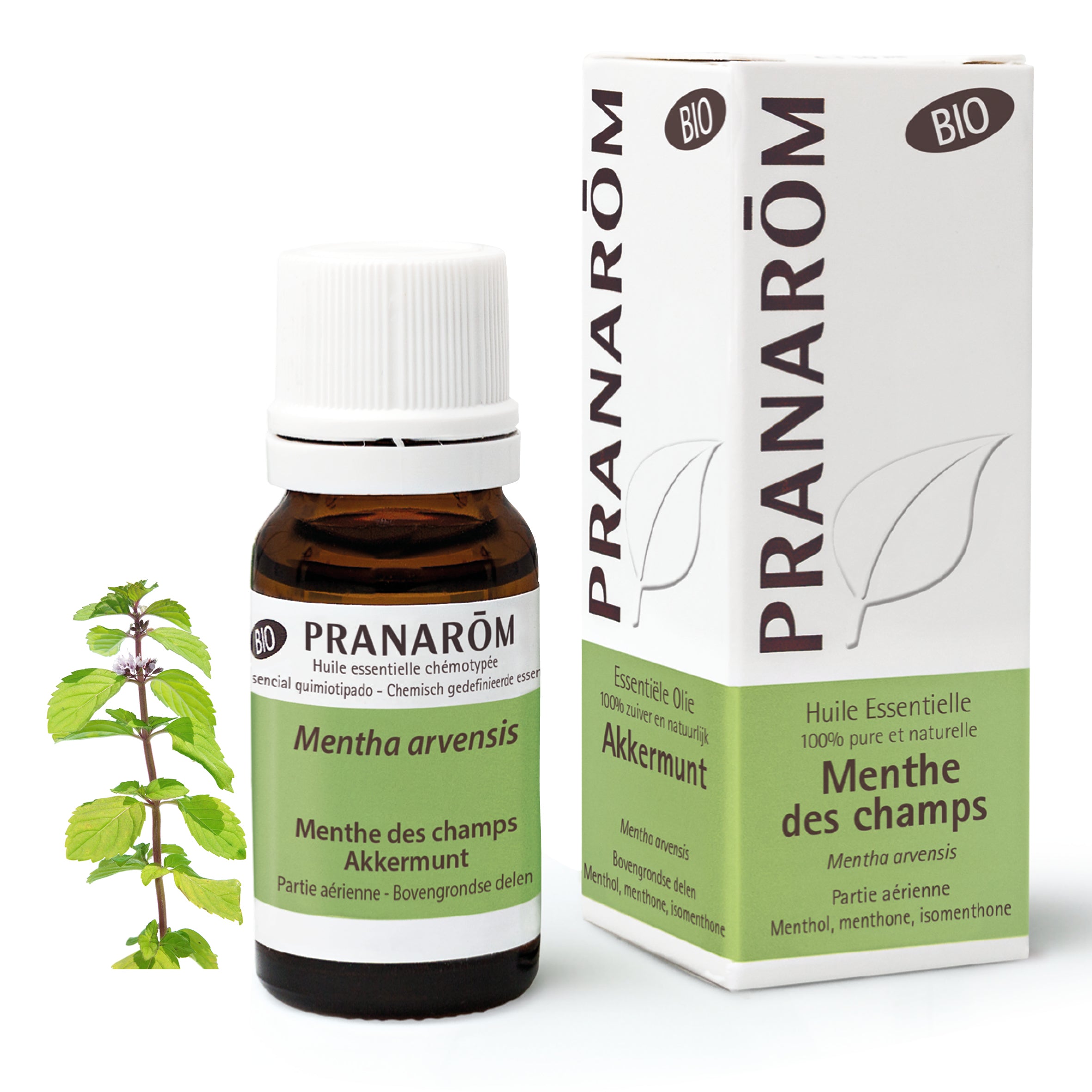 Huile essentielle de Menthe des champs bio, aux notes fraîches et vivifiantes, connue pour favoriser la digestion et stimuler la vitalité au quotidien.