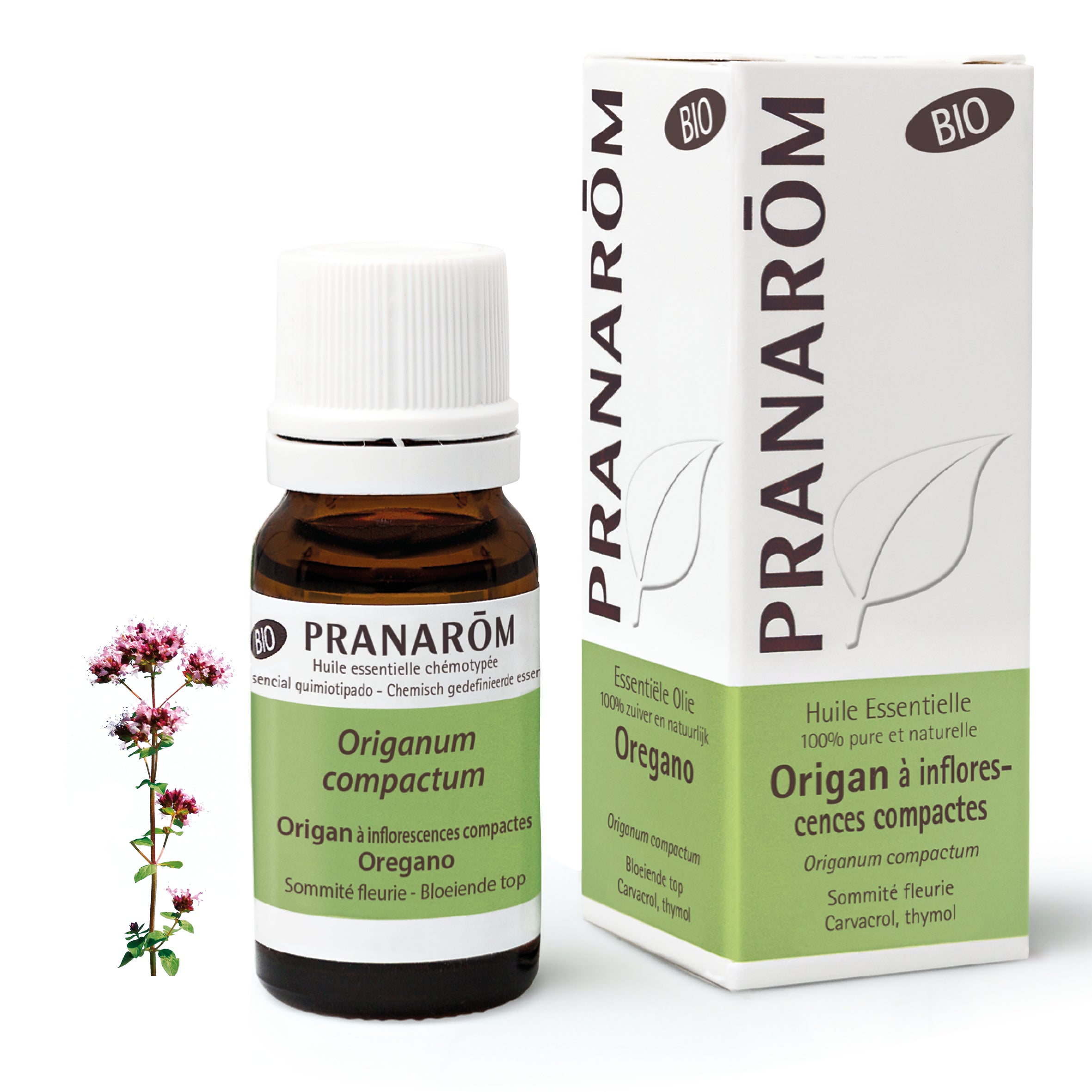 Origan (Origanum compactum) huile essentielle antibactérienne et antivirale, idéale contre les infections et la fatigue