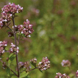 Action anticancérigène de l'Huile Essentielle d'Origanum Compactum : application sur la lignée cancéreuse humaine du nasopharynx "Hep"