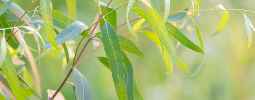 Tout savoir sur l’Eucalyptus radié