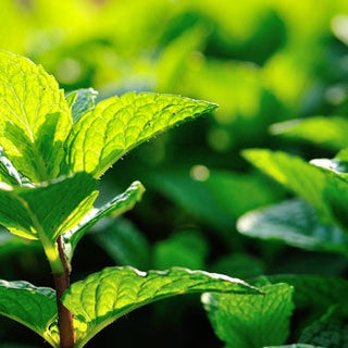 Tout savoir sur l’huile essentielle de Menthe poivrée