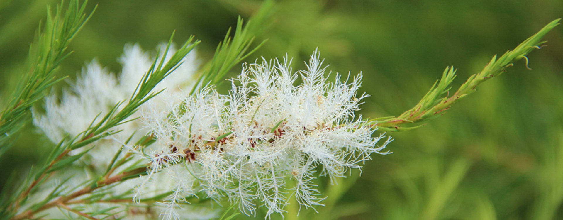 Huile essentielle de tea-tree : bienfaits, usages et précautions | Pranarôm