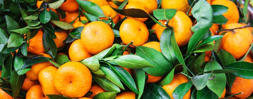 Tout savoir sur l’essence de Mandarine