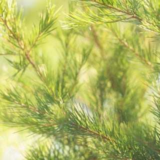 Tout savoir sur le Tea-tree