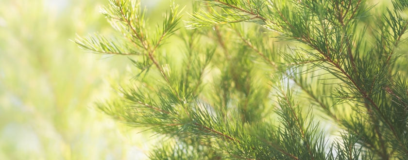 Everything you need to know about the Tea tree | Pranarôm