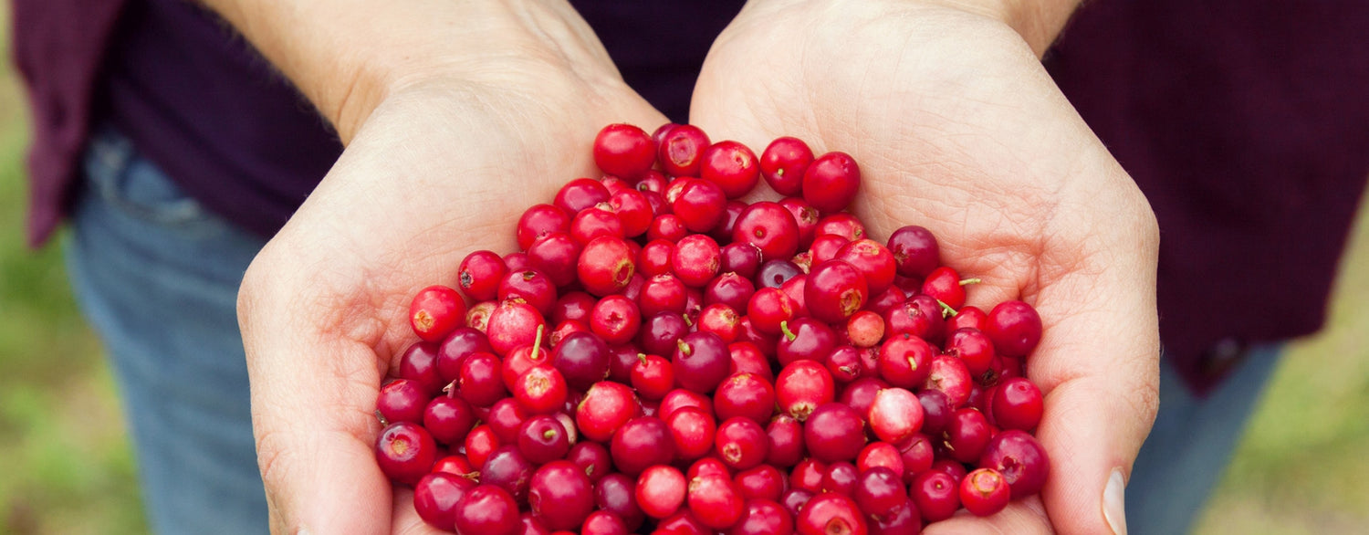 Quels sont les bienfaits de l'huile végétale BIO de cranberry?