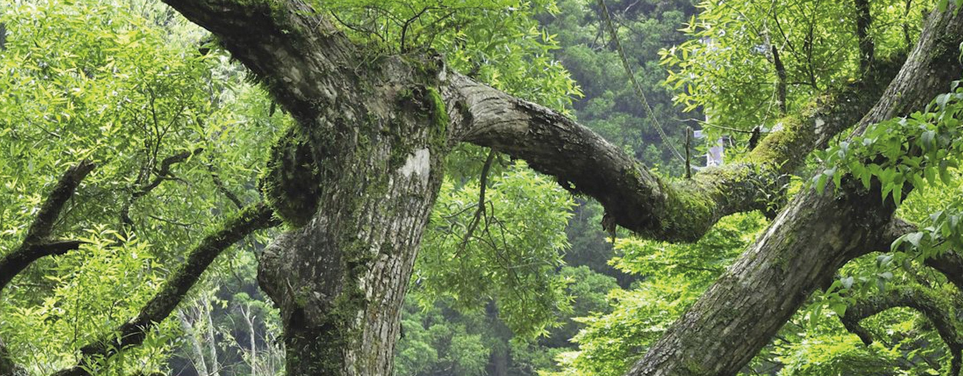 L'huile essentielle de Bois de Hô, une alliée très tonique