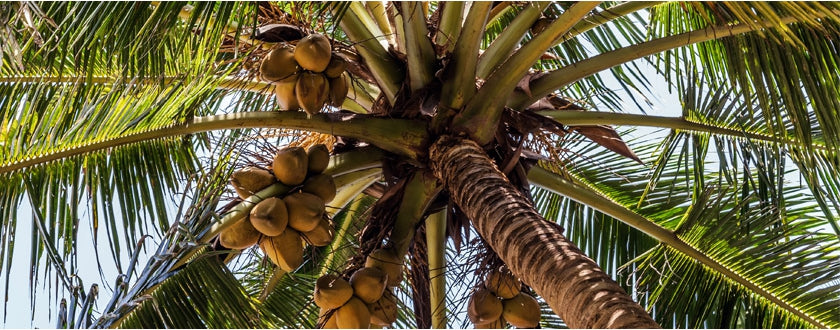 L’huile végétale de coco : un produit, 4 possibilités, et une odeur à tomber