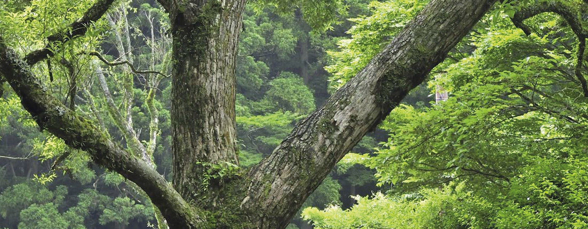 Huile Essentielle : bois de rose ou bois de Hô ?