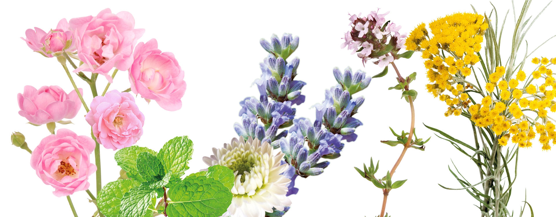 6 hydrolats aromatiques à découvrir