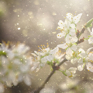 Solutions naturelles pour aider à soulager l'allergie au pollen