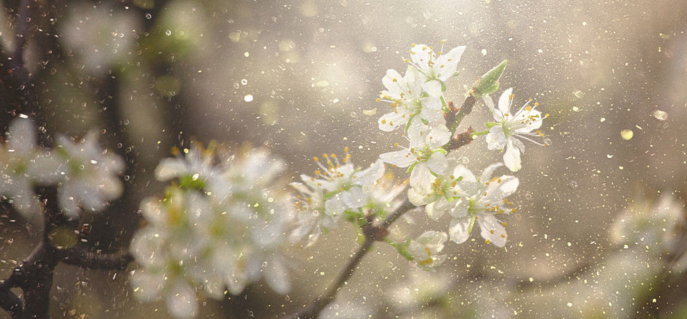 Solutions naturelles pour aider à soulager l'allergie au pollen