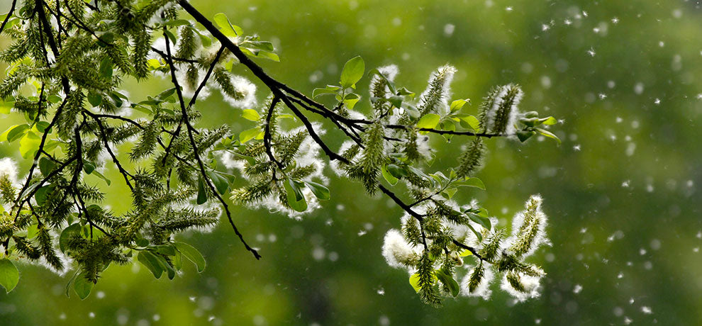 Soulagez le rhume des foins rapidement et naturellement