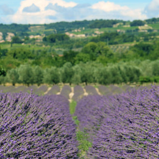 Quelle huile essentielle de lavande choisir ?