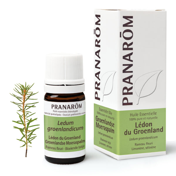 368-he-frnl20-ledon-du-groenland-groenlandse-moeraspalm-5ml-pranarom-01.jpg