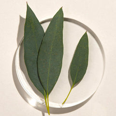 Eucalyptus radié