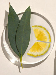 Eucalyptus citronné