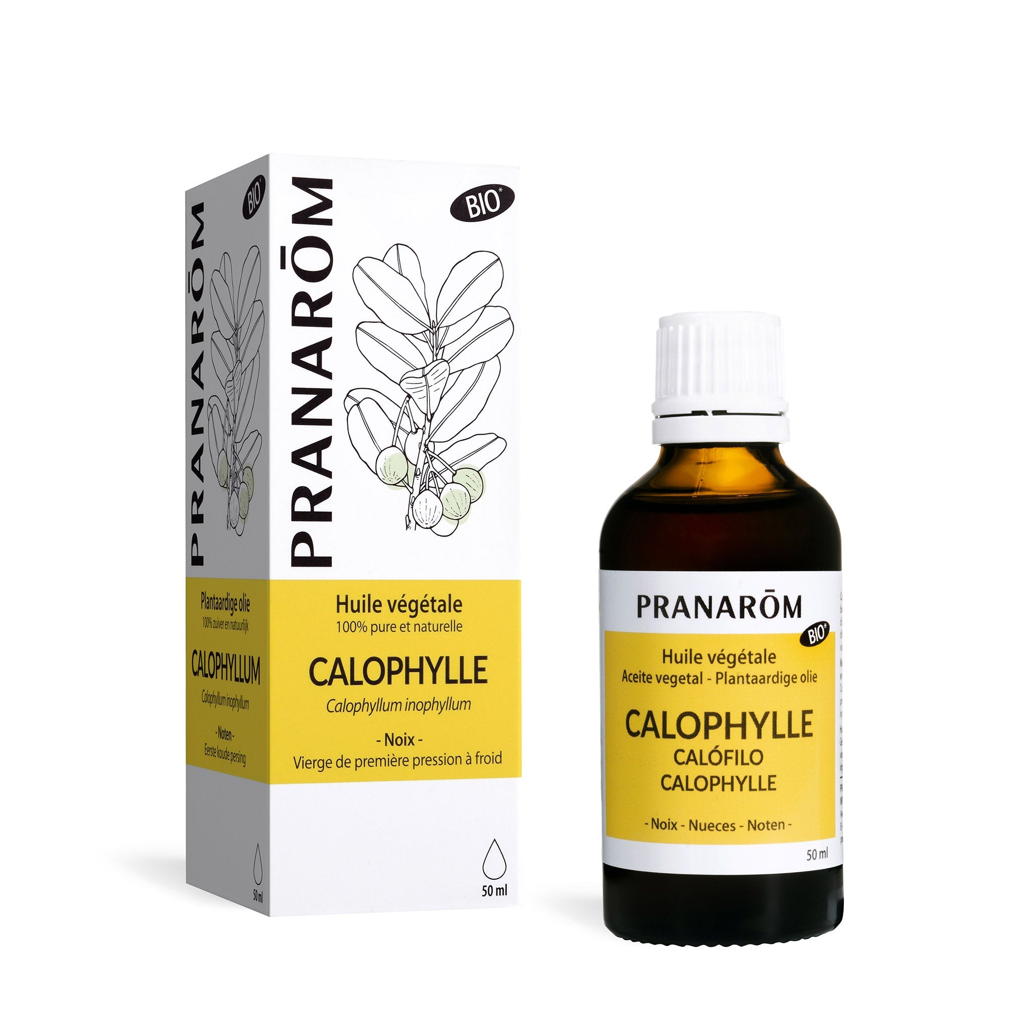 Calophylle - Bio