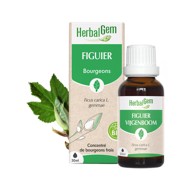 Macérat de bourgeons de figuier bio HerbalGem 30ml.