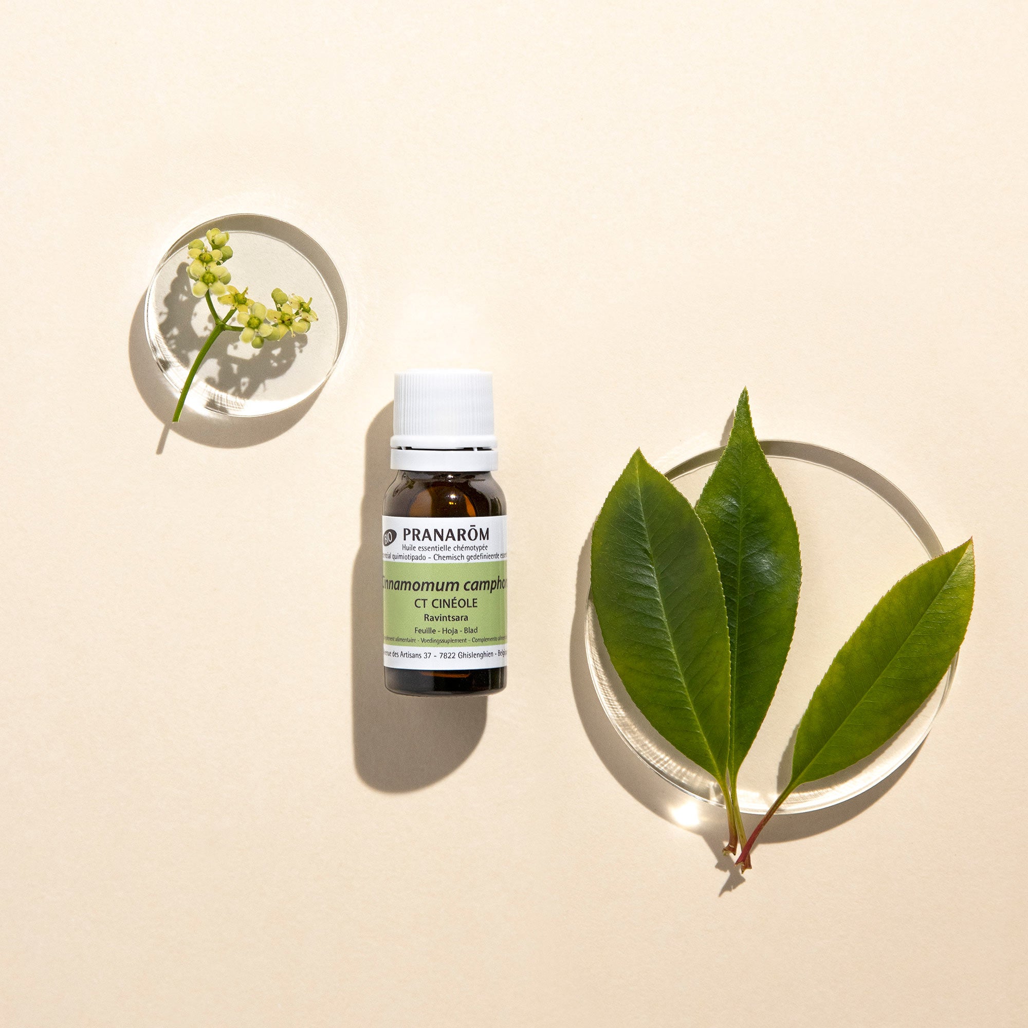 Aceite esencial de ravintsara BIO 10 ml. - Astérale Aceite esencial de ravintsara BIO 10 ml. - Astérale